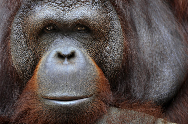 An orangutan sits in its an enclosure in Ragunan zoo in Jakarta on January 27, 2011.
