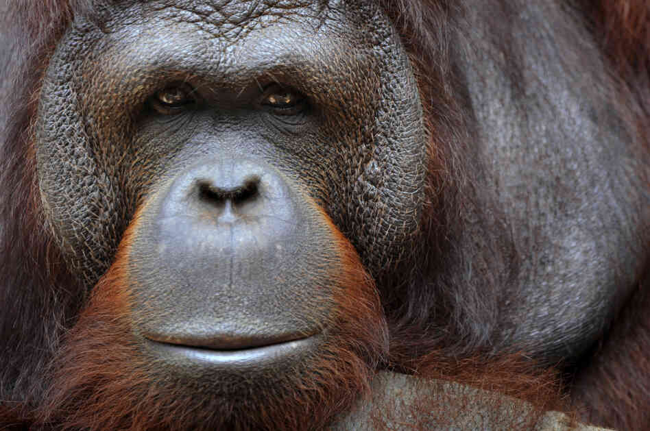 An orangutan sits in its an enclosure in Ragunan zoo in Jakarta on January 27, 2011.
