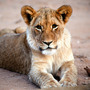 A lion cub at Mount Etjo Reserve,   Namibia.