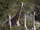 Spooked by a noise, giraffes in northwest Namibia interrupt lunch to look around. Spooked by a noise, giraffes in northwest Namibia interrupt lunch to look around.