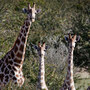 Spooked by a noise, giraffes in northwest Namibia interrupt lunch to look around.