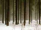 Woods