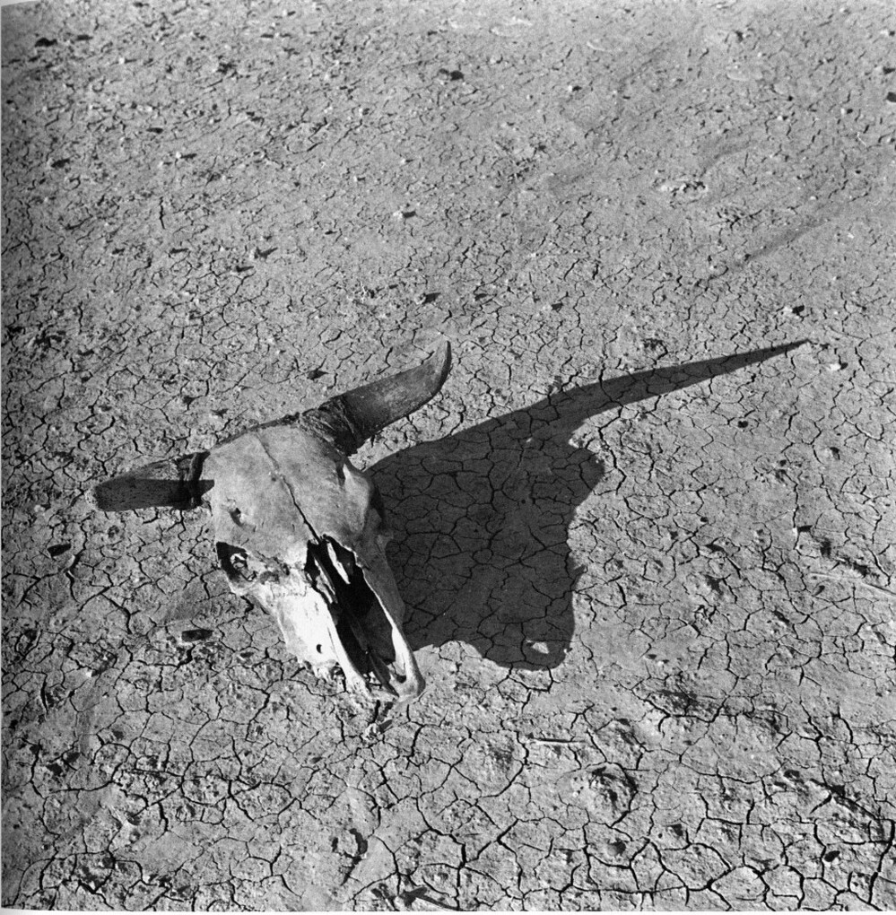 Overgrazed Land. Pennington County, South Dakota (1936) is one of several photographs Arthur Rothstein took to document dry, sun-baked earth of the South Dakota  Badlands.