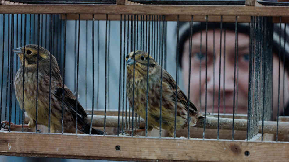 Endangered species: Mill-worker Aist (Igor Sergeyev) travels thousands of miles across Russia with a coworker (and two caged birds) to bid farewell to his friend's late wife, according to the rituals of a vanishing culture. Endangered species: Mill-worker Aist (Igor Sergeyev) travels thousands of miles across Russia with a coworker (and two caged birds) to bid farewell to his friend's late wife, according to the rituals of a vanishing culture.