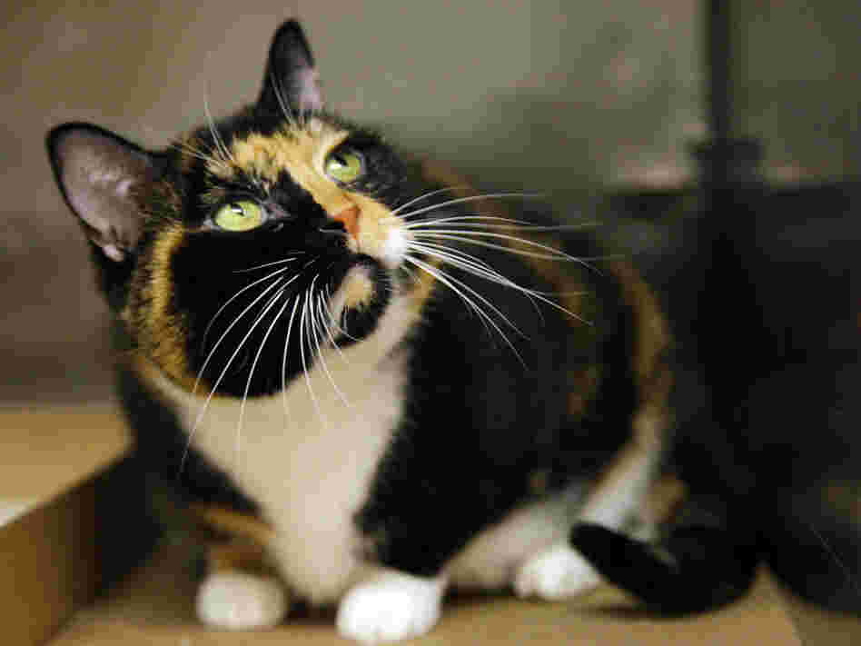 Willow, who somehow got from Colorado to Manhattan, at her temporary home in a New York animal care facility on Wednesday (Sept. 14, 2011).