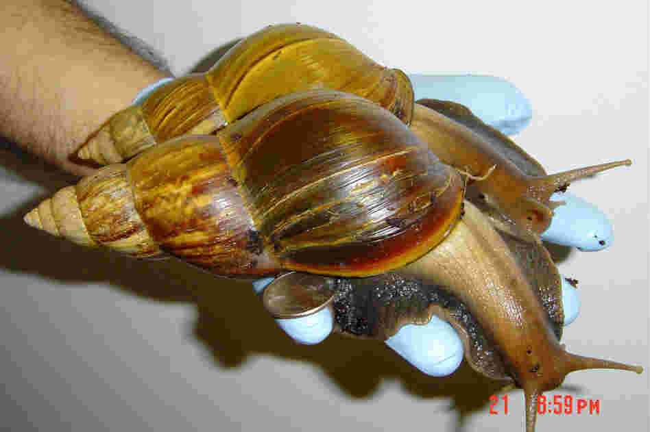A worker displays two giant African land snails.  For the third time since 1966, the snails are invading the US.