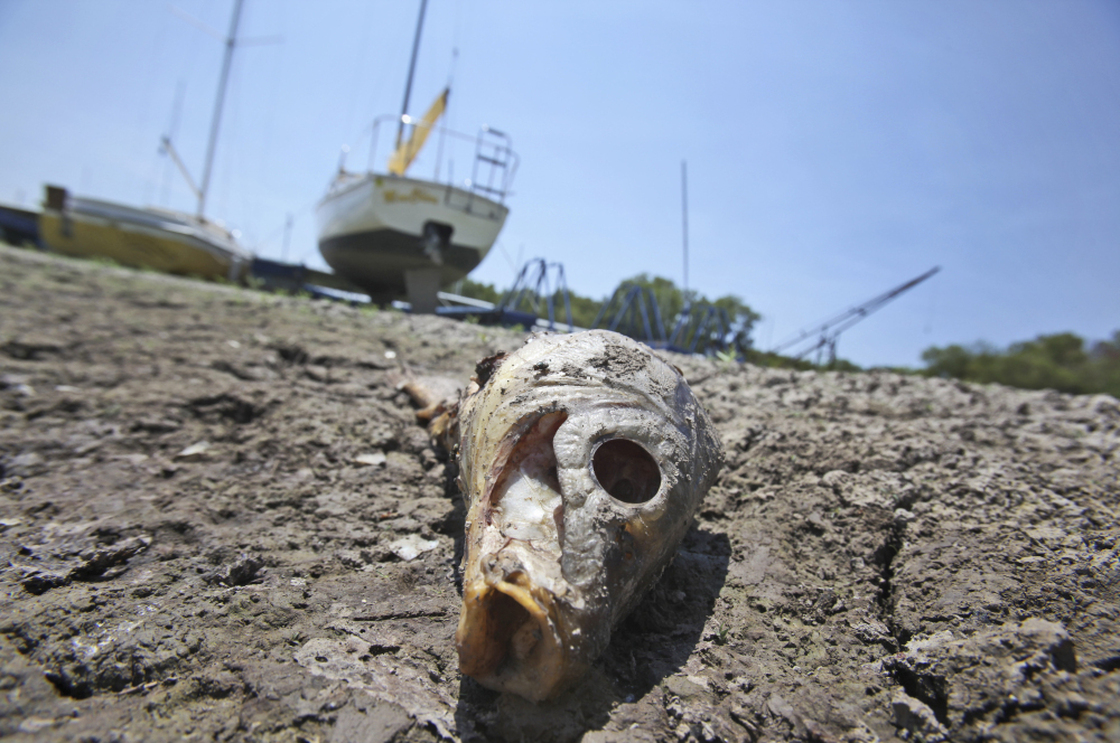 A dead fish lays near sailboats left high and dry at Benbrook Lake in Benbrook, Texas, Tuesday, Aug. 16.