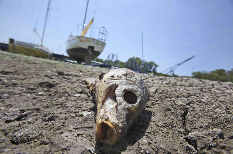 A dead fish lays near sailboats left high and dry at Benbrook Lake in Benbrook, Texas, Tuesday, Aug. 16.