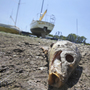 A dead fish lays near sailboats left high and dry at Benbrook Lake in Benbrook, Texas, Tuesday, Aug. 16. A dead fish lays near sailboats left high and dry at Benbrook Lake in Benbrook, Texas, Tuesday, Aug. 16.