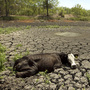 A cow is stuck in the mud at the bottom of an empty stock tank in Garfield, Texas, in July. A cow is stuck in the mud at the bottom of an empty stock tank in Garfield, Texas, in July.