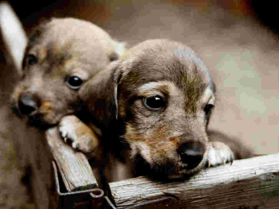cute puppies 