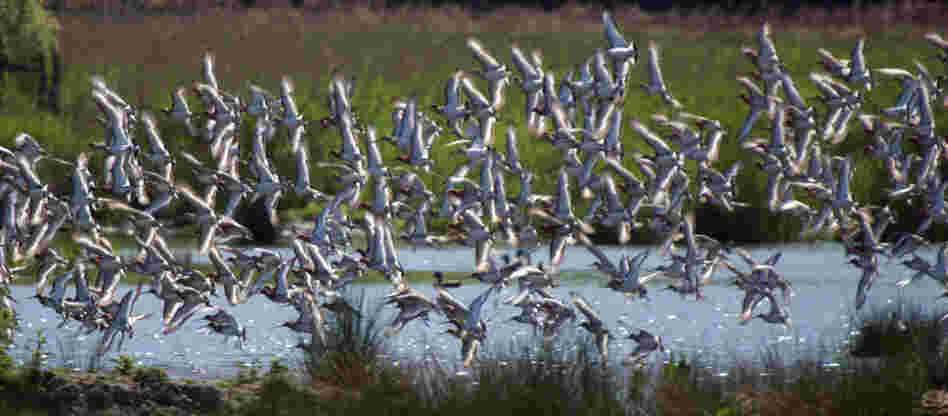 Black-tailed Godwits flying.