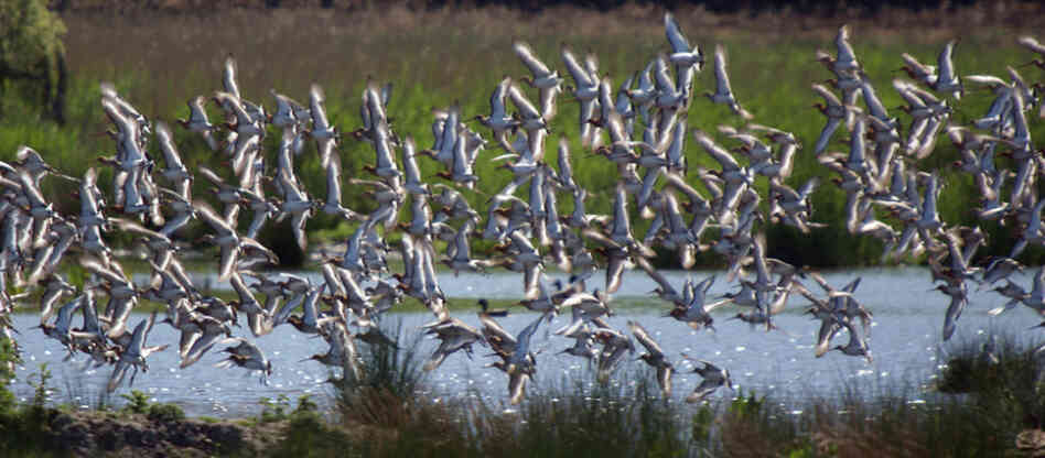 Black-tailed Godwits flying.