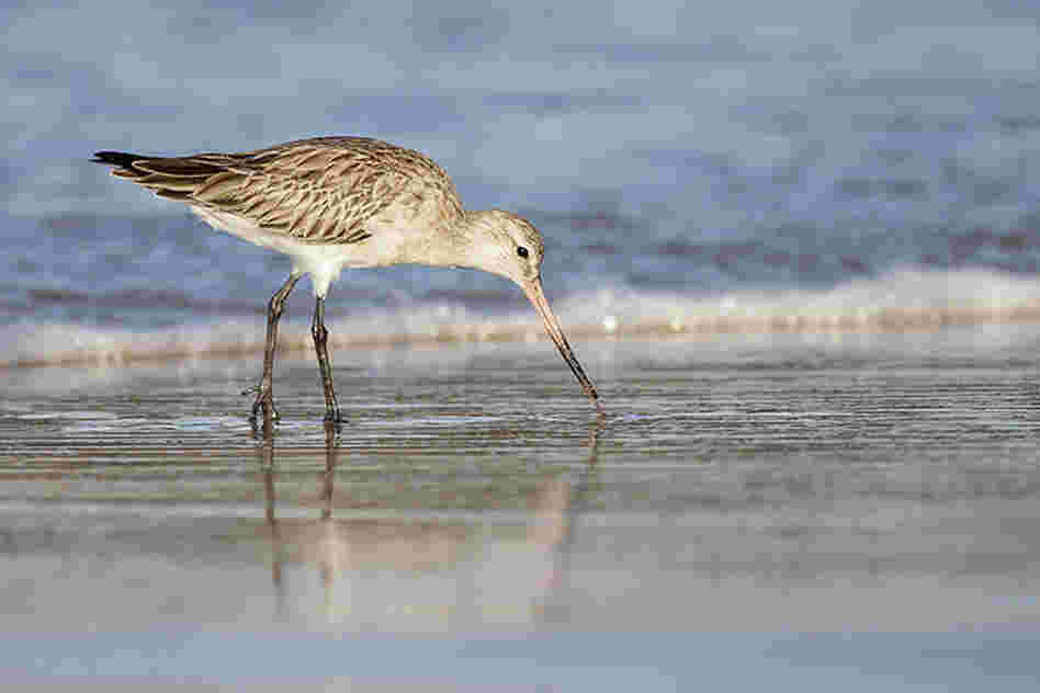 A Bar-tailed Godwit in Australia