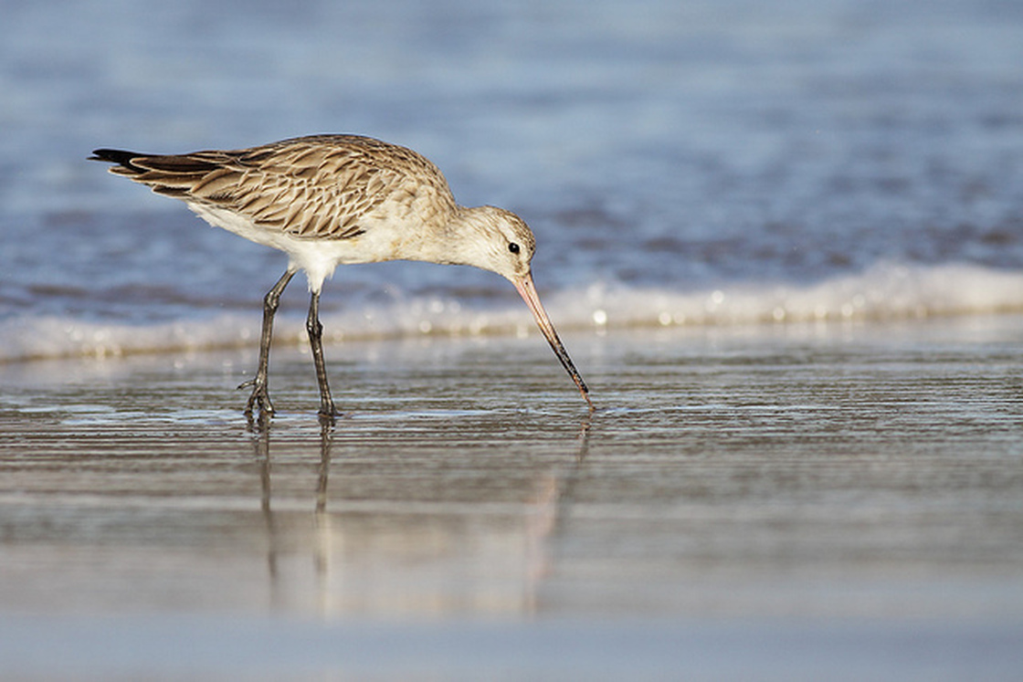 A Bar-tailed Godwit in Australia