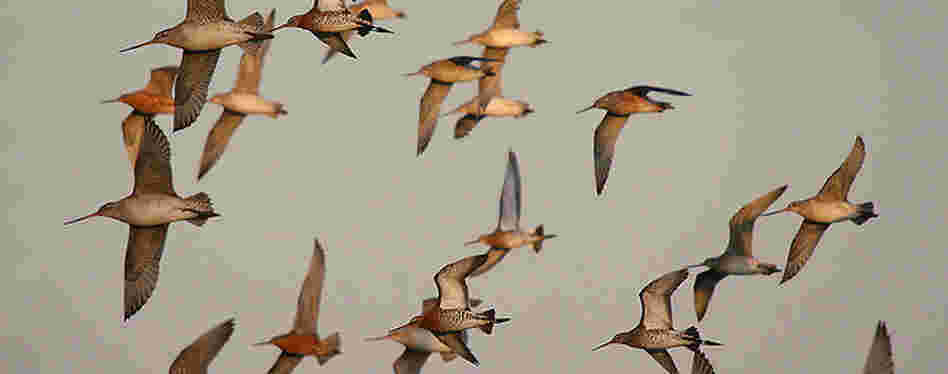 Bar-tailed and Black-tailed Godwit in flight