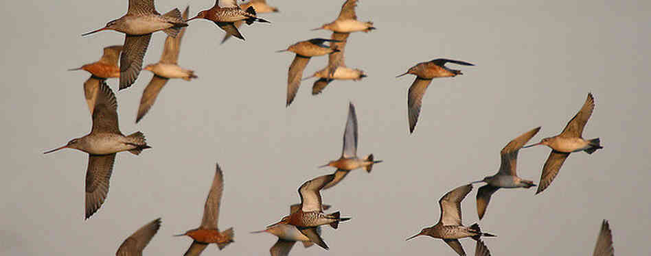 Bar-tailed and Black-tailed Godwit in flight