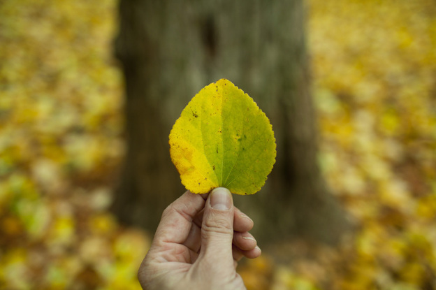 Photographer Sebastian Bibb-Barrett finds a tree that shed its leaves early in Portland, Ore. on Sunday.