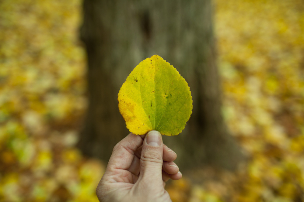 Photographer Sebastian Bibb-Barrett finds a tree that shed its leaves early in Portland, Ore. on Sunday.
