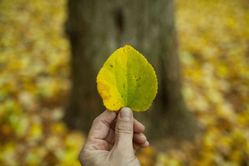 Photographer Sebastian Bibb-Barrett finds a tree that shed its leaves early in Portland, Ore. on Sunday.
