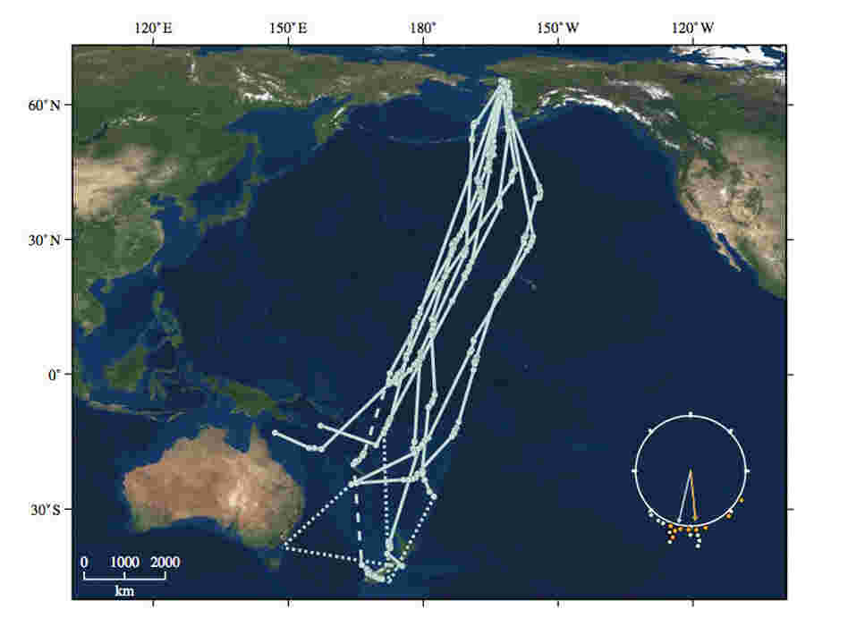 Map of the southward Bar-tailed Godwit migration, from a study published by Proceedings of the Royal Society B, 2009. Map of the southward Bar-tailed Godwit migration, from a study published by Proceedings of the Royal Society B, 2009.