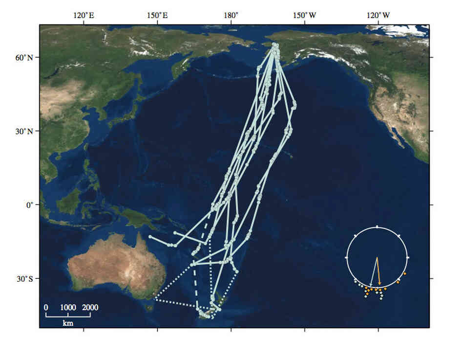 Map of the southward Bar-tailed Godwit migration, from a study published by Proceedings of the Royal Society B, 2009. Map of the southward Bar-tailed Godwit migration, from a study published by Proceedings of the Royal Society B, 2009.