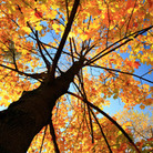 The changing of the season can trigger a change in musical appetite. The changing of the season can trigger a change in musical appetite.