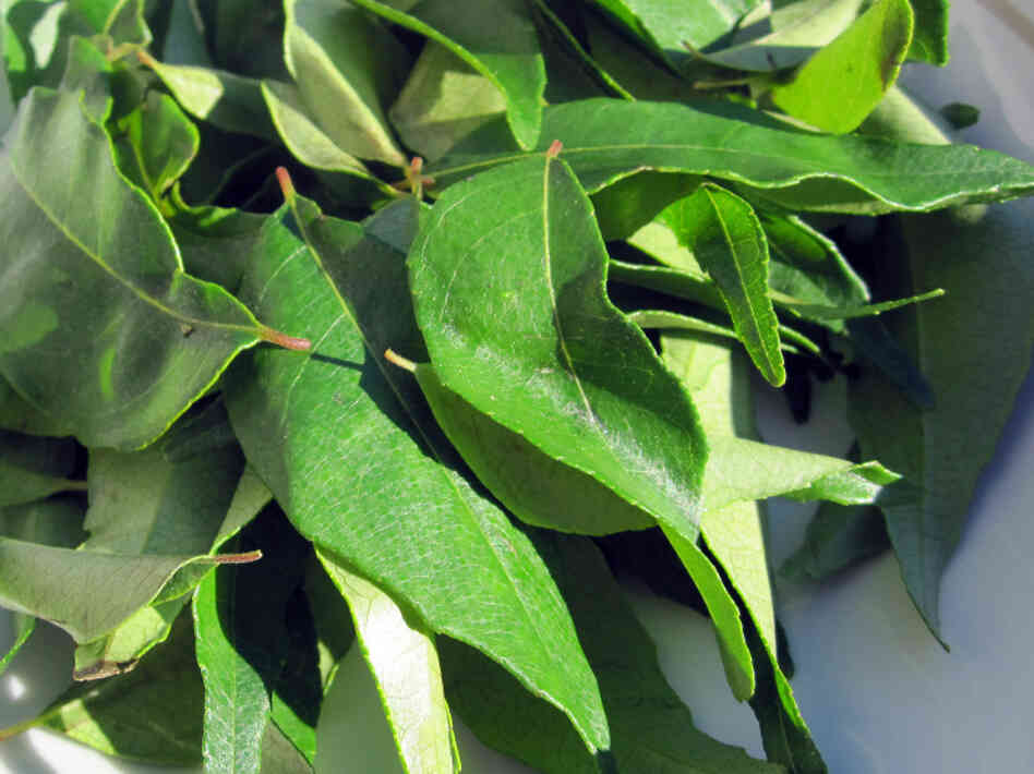 Choose curry leaves that are bright, dark green without signs of browning or bruising.