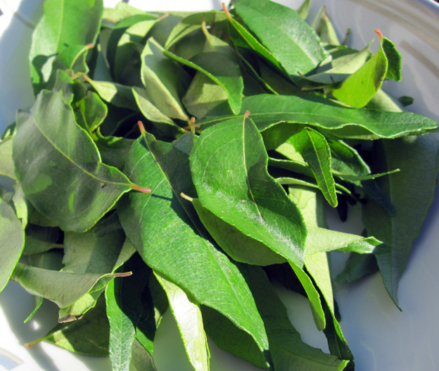 Choose curry leaves that are bright, dark green without signs of browning or bruising.