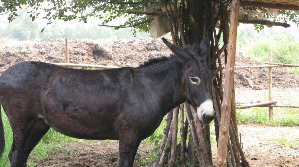 Little Donkey Farms' mascot, Professor, is a symbol of the challenges faced by the farm