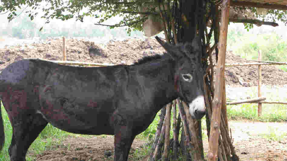 Little Donkey Farms' mascot, Professor, is a symbol of the challenges faced by the farm