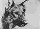 The original Rin Tin Tin was born in 1918 and died in 1932.