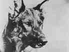 The original Rin Tin Tin was born in 1918 and died in 1932. The original Rin Tin Tin was born in 1918 and died in 1932.