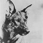 The original Rin Tin Tin was born in 1918 and died in 1932.