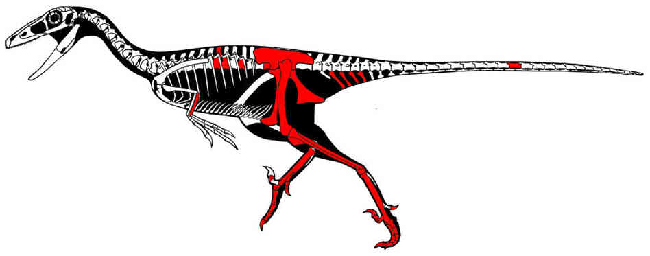 A skeletal reconstruction of Talos sampsoni, with the pieces of the raptor specimen found highlighted in red. A skeletal reconstruction of Talos sampsoni, with the pieces of the raptor specimen found highlighted in red.