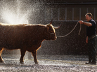 A man readies a cow for the International Highland Cattle Show in Glasgow, Scotland. Researchers say genetics and the amount of time animals and humans spend together can affect how viruses spread between species. A man readies a cow for the International Highland Cattle Show in Glasgow, Scotland. Researchers say genetics and the amount of time animals and humans spend together can affect how viruses spread between species.
