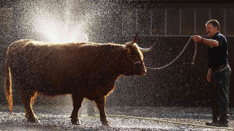 A man readies a cow for the International Highland Cattle Show in Glasgow, Scotland. Researchers say genetics and the amount of time animals and humans spend together can affect how viruses spread between species. A man readies a cow for the International Highland Cattle Show in Glasgow, Scotland. Researchers say genetics and the amount of time animals and humans spend together can affect how viruses spread between species.