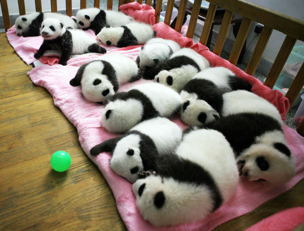 This photo taken on Sept. 26 shows a group of giant panda cubs napping at a nursery in the research base of the Giant Panda Breeding Centre in Chengdu, in southwest China's Sichuan province.