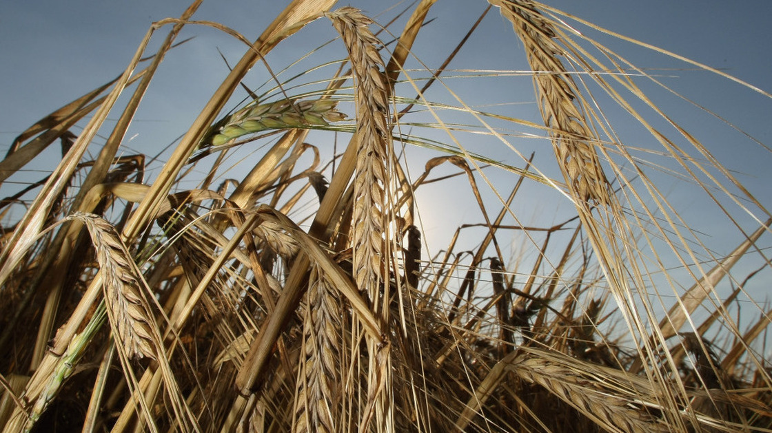 Barley has fallen out of favor as horse feed, but beer brewers still need it.