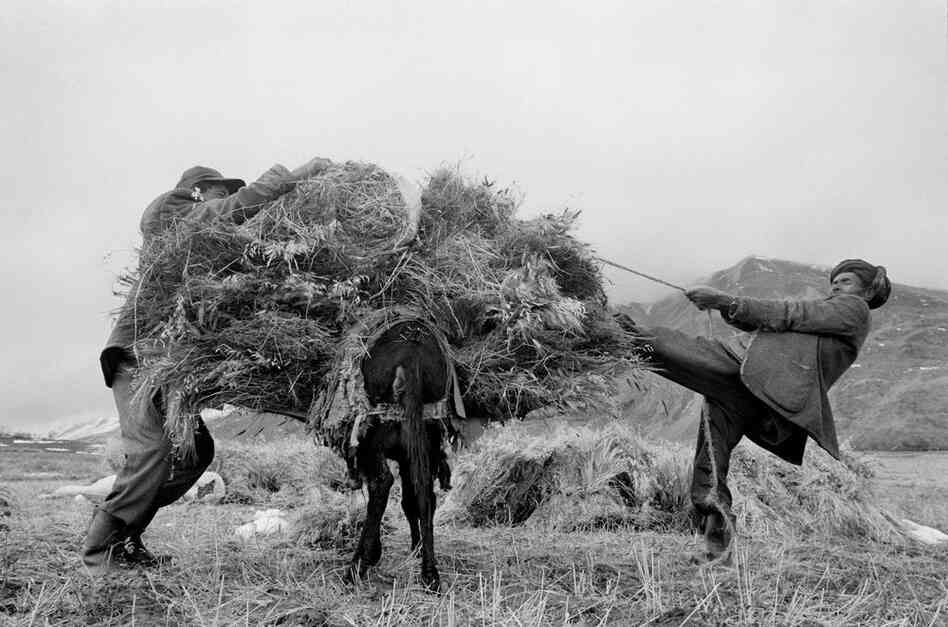 A farmer and his son loading a donkey, Badakhshan Province, 2004.