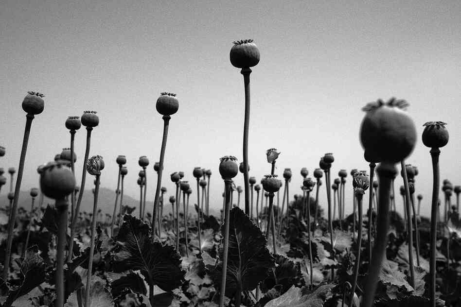 The poppy harvest, Nangrahar Province, 2005