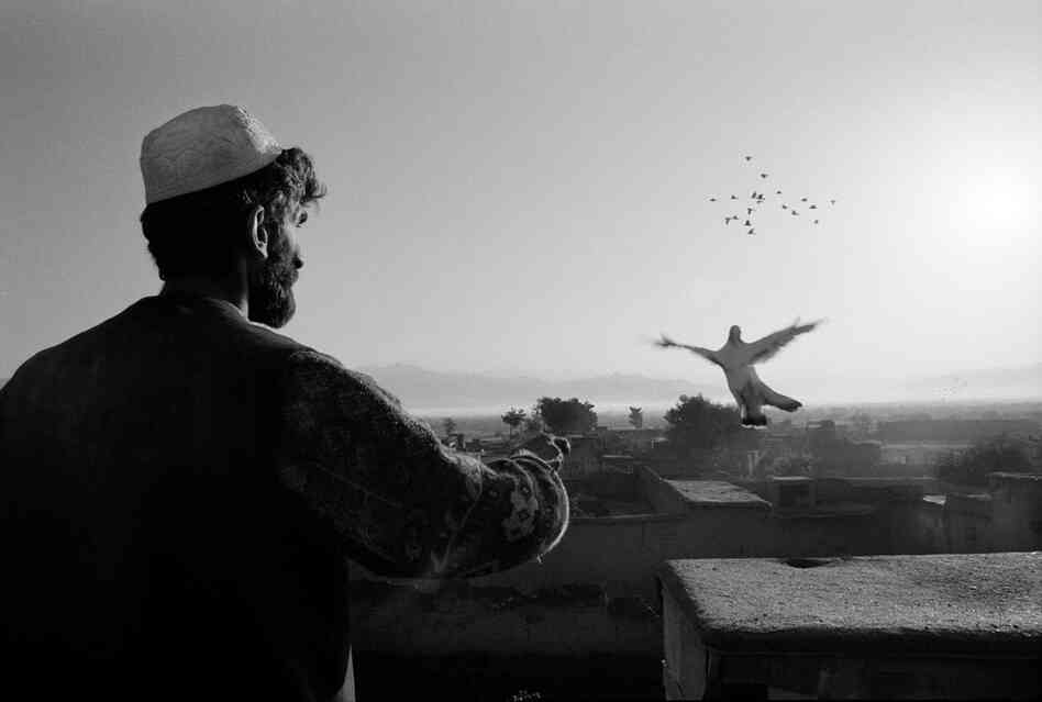 Agha Reza releases pigeons, Parwan Province, 2001.