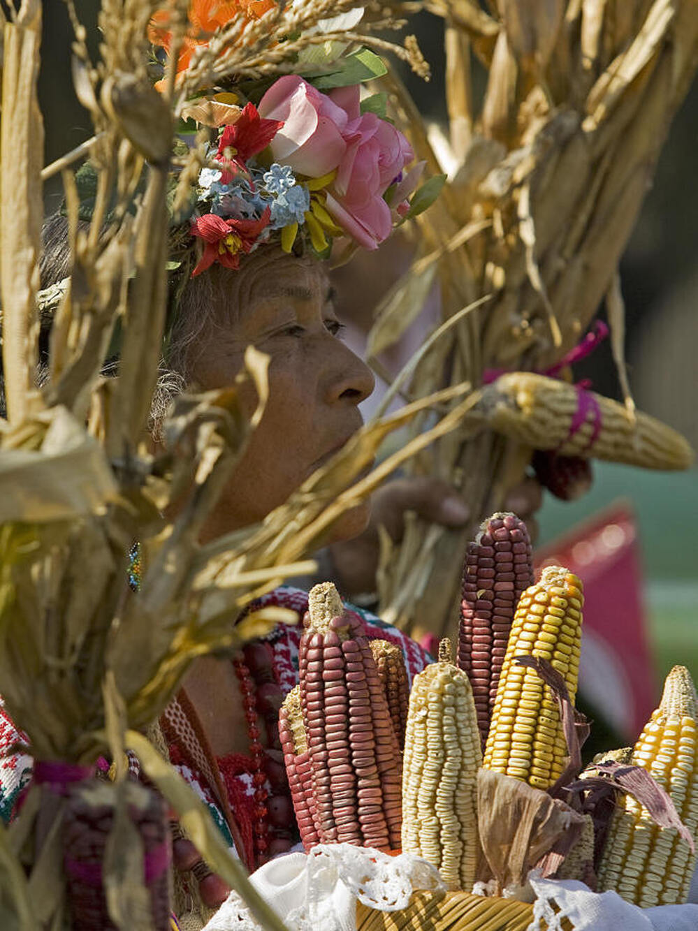 Scientists unlock another piece of the puzzle about the evolution of corn.