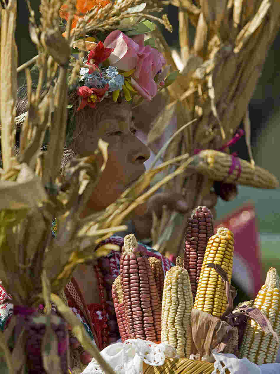 Scientists unlock another piece of the puzzle about the evolution of corn.