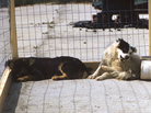 Around the world, bites from dogs infected with rabies are the most common way for humans to become infected. Around the world, bites from dogs infected with rabies are the most common way for humans to become infected.