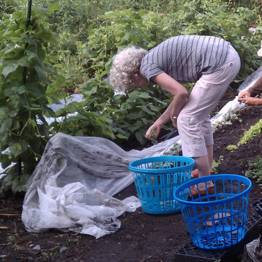 Farms have bloomed in abandoned lots, but a lack of definitive policies has left some in limbo.