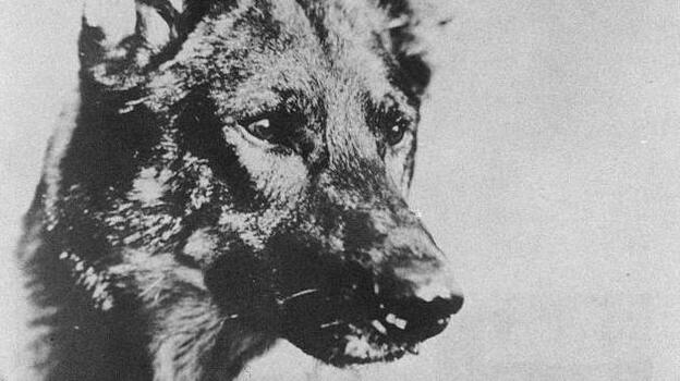 The original Rin Tin Tin was born in 1918 and died in 1932. (Courtesy of Simon and Schuster)