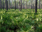 Field of dreams: saw palmetto thriving in Florida's Osceola National Forest. Field of dreams: saw palmetto thriving in Florida's Osceola National Forest.