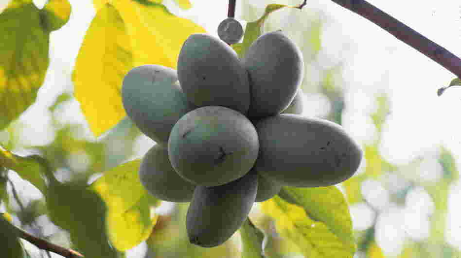Plant scientist Neal Peterson has documented pawpaws extensively — both wild varieties and his cultivated versions. This photo from the 1990s shows a cluster of fruit hanging from a tree. Plant scientist Neal Peterson has documented pawpaws extensively — both wild varieties and his cultivated versions. This photo from the 1990s shows a cluster of fruit hanging from a tree.