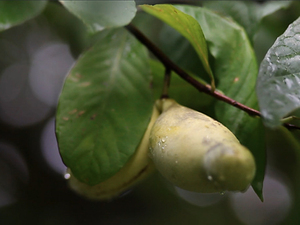 A pawpaw ripe for the picking